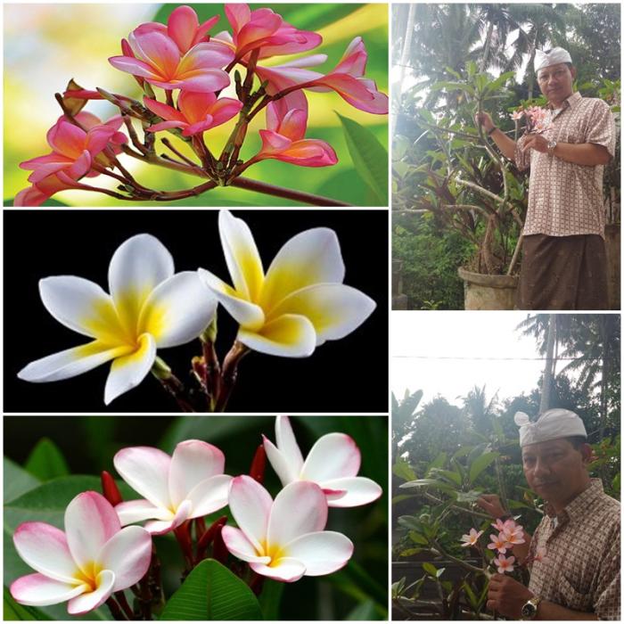 Bunga Kamboja (Plumeria Sp)