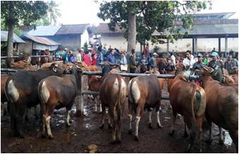 Pelepah Sawit Sebagai Pakan Sapi