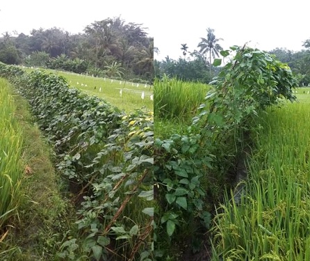 Petani Panen Kacang Panjang Kegiatan Opgsup3, Kadisperpa Apresiasi Kinerja Pejuang Pangan