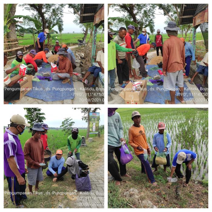 Poktan Sido Makmur II Desa Pungpungan Kec.kalitidu Semangat Agustus Semangat Gerdal Tikus (rattus Argentiventer)