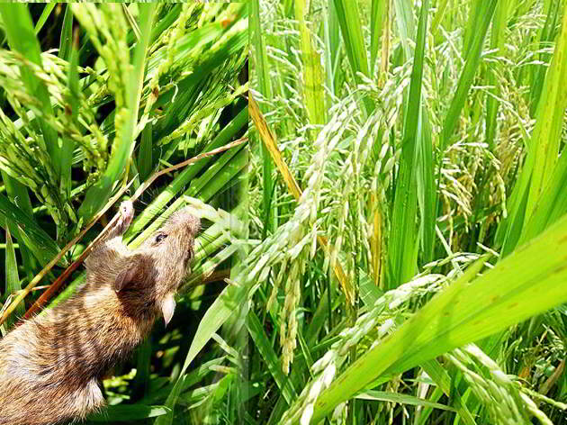 PENGENDALIAN HAMA TIKUS SECARA NABATI