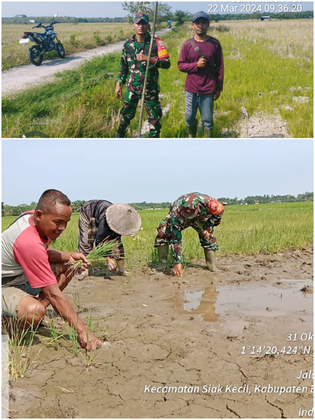 KEGIATAN KETAHANAN PANGAN TNI AKATAN DARAT AKTIF BANTU PEMERINTAH STOK PANGAN NASIONAL DI DESA TANJUNG BELIT KECAMATAN SIAK KECIL