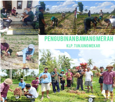 POKTAN TUNJUNG MEKAR DESA BATURITI, TABANAN UJI COBA BAWANG MERAH VARIETAS BATU IJO