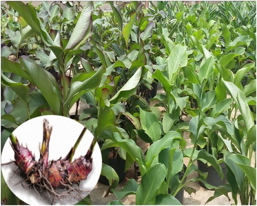 POTENSI TANAMAN GANYONG SEBAGAI BAHAN PANGAN ALTERNATIF 