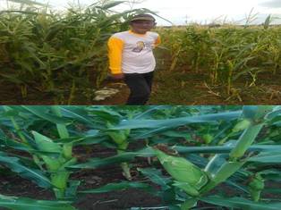 Minat Abah Karnadi Dalam Menanam Jagung Di (wkpp) Haurgeulis Bpp Kecamatan Haurgeulis Kabupaten Indramayu