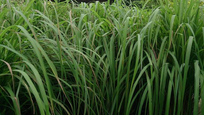 budidaya tanaman serai wangi di kabupaten ogan ilir