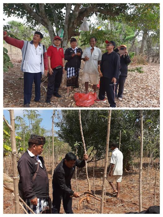 UBI KAYU BUKIT