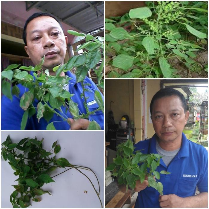 Anting-Anting (Acalypha australis)