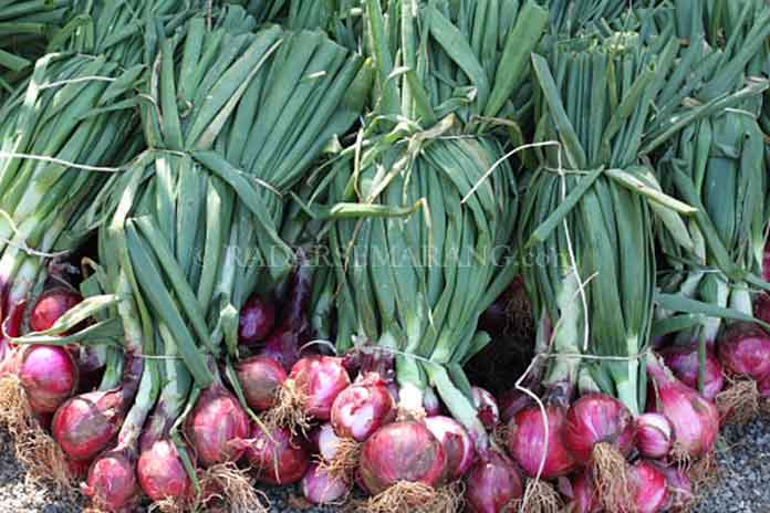 PERSIAPAN LAHAN UNTUK TANAMAN BAWANG PUTIH