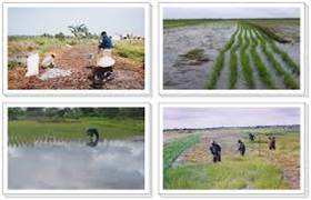 Pekarangan Pangan Lestari (P2L)  Solusi Jitu Saat Pandemi Covid-19