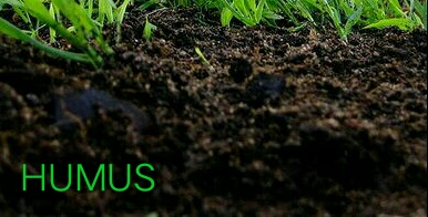 PUPUK HUMUS ALAMI UNTUK MENYUBURKAN TANAH 