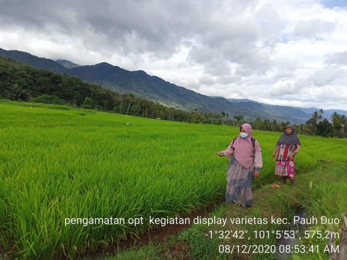 Kursus Tani  Kegiatan Display 11 Varietas Unggul Lokal Sumatera Barat  ,  di Kelompok Tani Panin Kecamatan Pauh Duo Provinsi Sumbar 