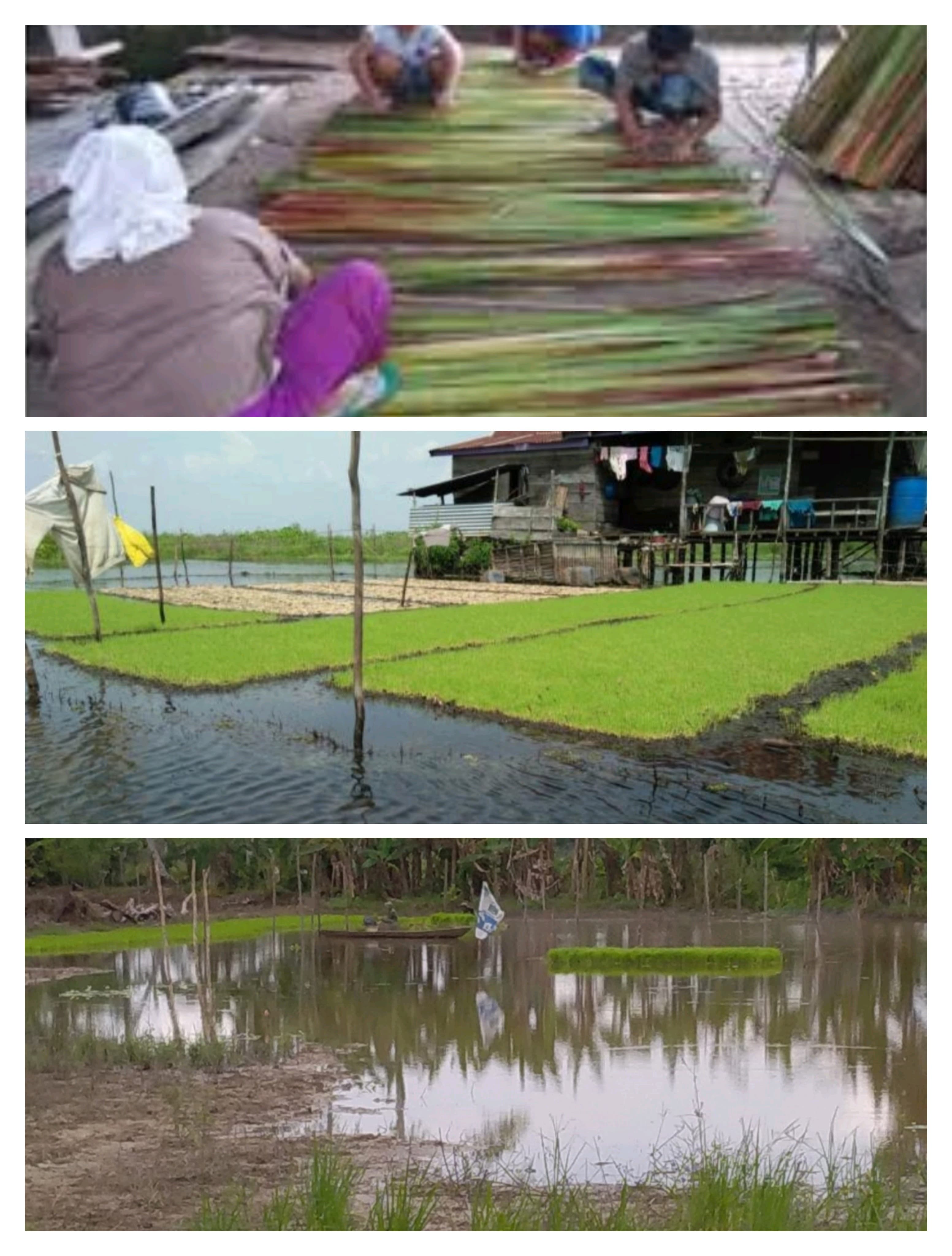 Di Tengah Pandemi Wabah Covid-19, Petani Padi Sawah Di Desa Lampulung Kecamatan Pammana Kabupaten Wajo, Masih Tetap Bertahan Bertani