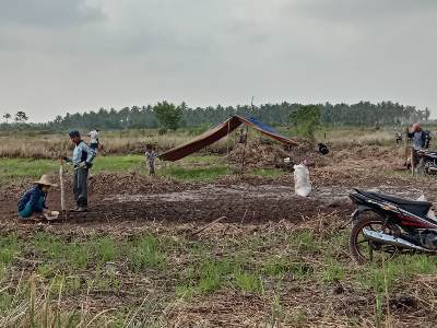 Kegiatan Gotong Royong Kelompok Tani Bina Sejahtera Desa Bina Maju