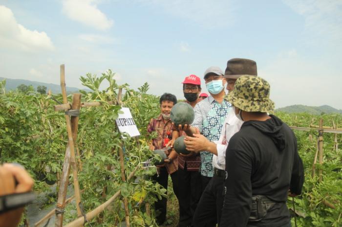 Penyimpanan produk bawang merak yang baik dapat mempertahankan kesegaran dan menjaga mutu yang baik lebih lama.