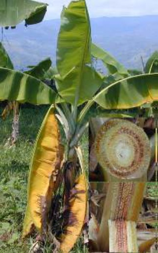 GAP Pisang