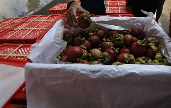 PENGEMBANGAN PEPAYA MERAH DELIMA