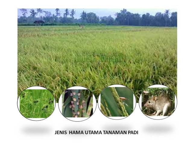 JENIS  HAMA UTAMA TANAMAN PADI