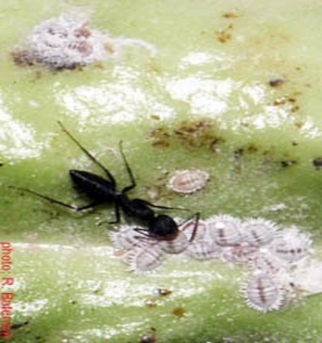 Pemanfaatan Semut Hitam untuk Pengendalian Kepik Penghisap Buah Pada Tanaman Kakao