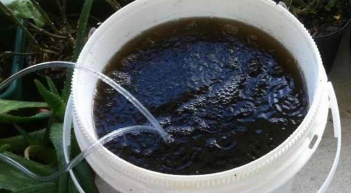Mengolah Kulit Pisang Menjadi Pupuk Organik