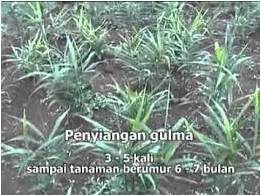 PROSPEK JAHE MERAH DAN BUDIDAYA