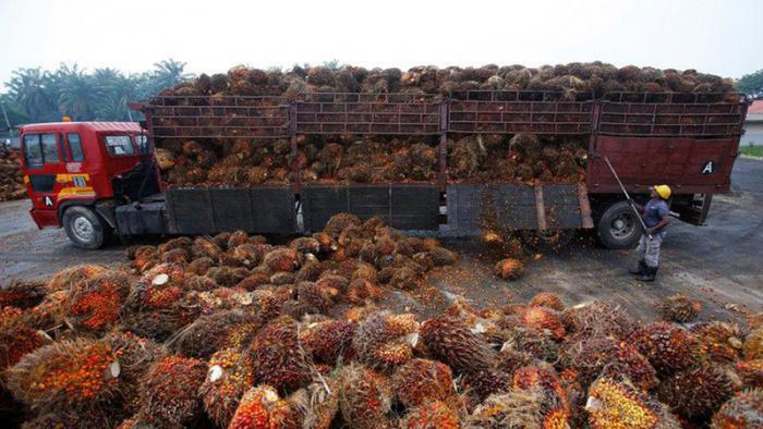 prospek bisnis jambu madu