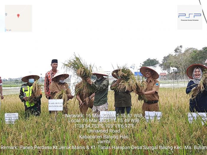 Syukuran  Dan Do,a Bersama  Panen   Perdana Program Ip200 Kelompok  Tani  Tunas Harapan   Dan  Kelompok  Tani   Jerukmanis