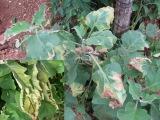 PENGENDALIAN PENYAKIT LAYU FUSARIUM   PADA TANAMAN TOMAT 