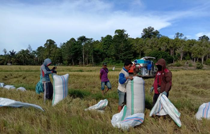 Monitoring  panen padi di kelurahan bonepute kecamatan larompong selatan 