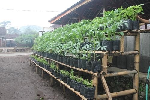 Teknik Budidaya Tanaman di Lahan Sempit