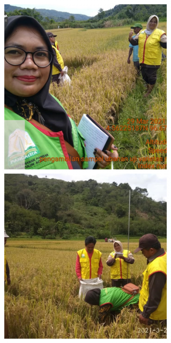 Bpp Celala  Pengamatan  Uji Varietas