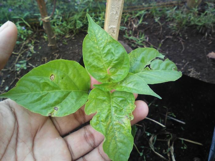 Pengendalian Daun Keriting pada Tanaman Cabe