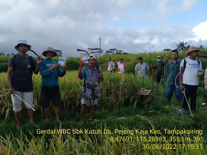 GERAKAN PENGENDALIAN OPT WBC DI SUBAK KUTUH DESA PEJENG KAJA KECAMATAN TAMPAKSIRING KABUPATEN GIANYAR