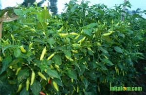 Pengendalian Hama Thrips Pada Tanaman Cabe 