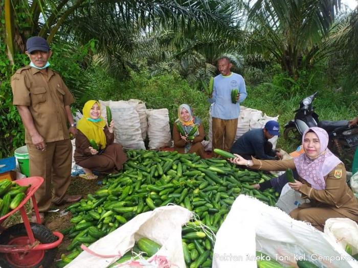 Monev Ditengah Lahan Mentimun