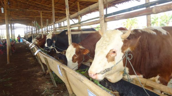 TEKNIK PEMELIHARAAN  PADA SAPI POTONG