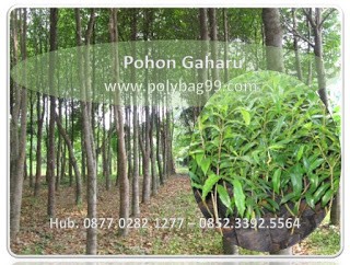 budidaya tanaman Gaharu