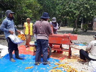Teknik Penanganan Pasca Panen Jagung