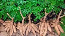 5 CARA MENINGKATKAN PRODUKSI TANAMAN UBI KAYU