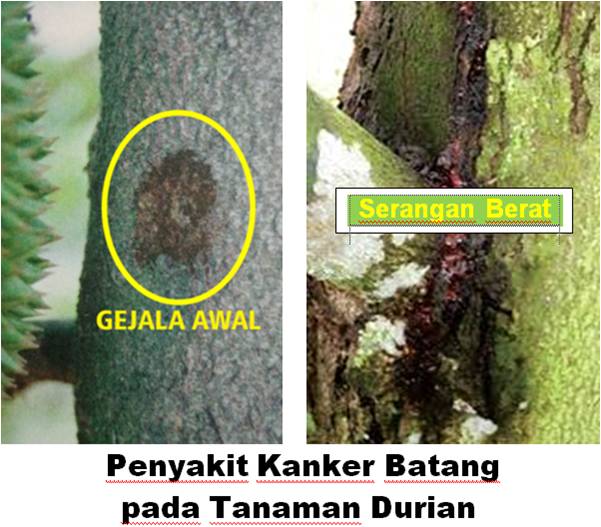 PEMELIHARAAN TANAMAN BAWANG PUTIH UNTUK PERTUMBUHAN MAKSIMAL