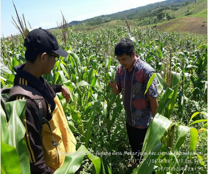 PENGENDALIAN ULAT TONGKOL PADA TANAMAN JAGUNG