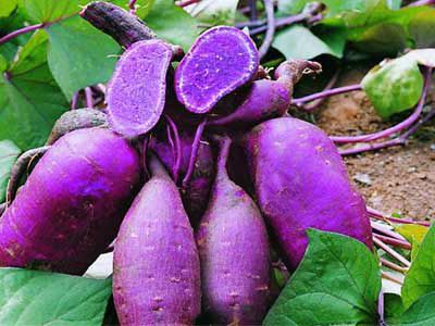 MANFAAT UBIJALAR (Manihot utilisima)