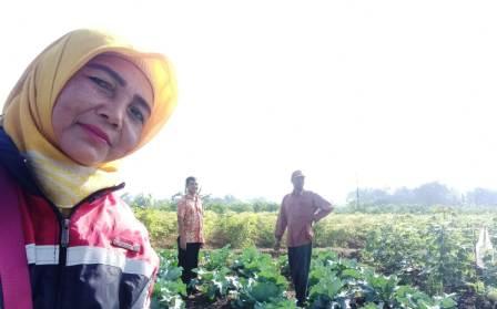 Peran Pengamatan dalam Pengendalian Hama dan Penyakit Terpadu