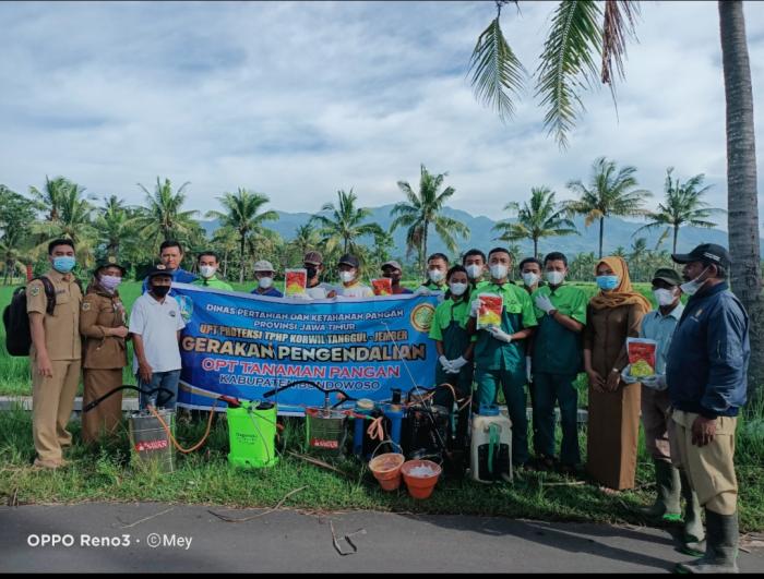 Pengendalian Massal Serangan Hama Wereng Hijau (gerdal)
