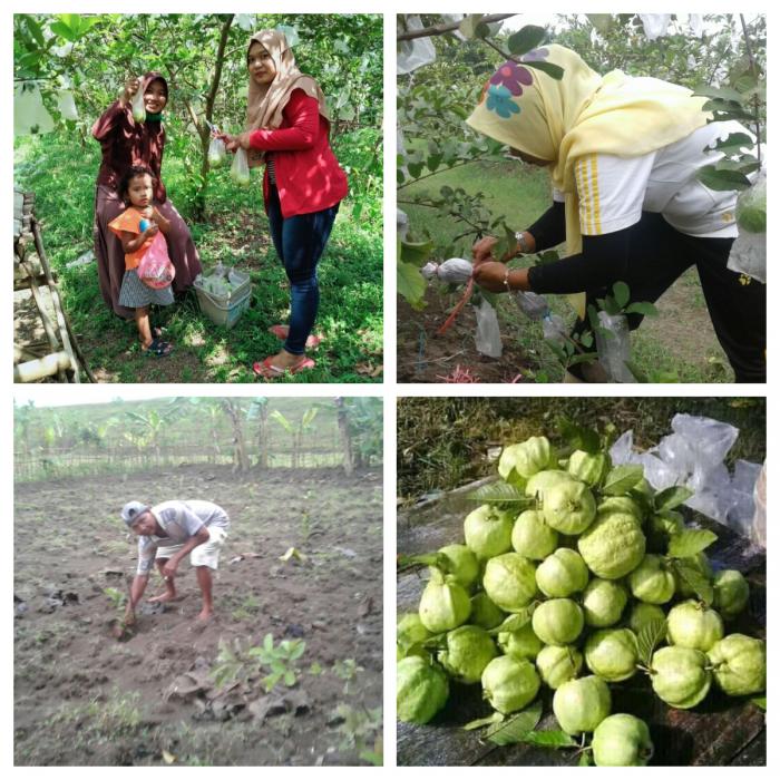 Merubah lahan biasa menjadi lahan potensial dengan jambu kristal