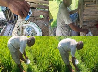 Pengendalian Hama Dalam Memproduksi Benih Secara Mandiri