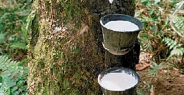 Pengolahan Tepung Bawang