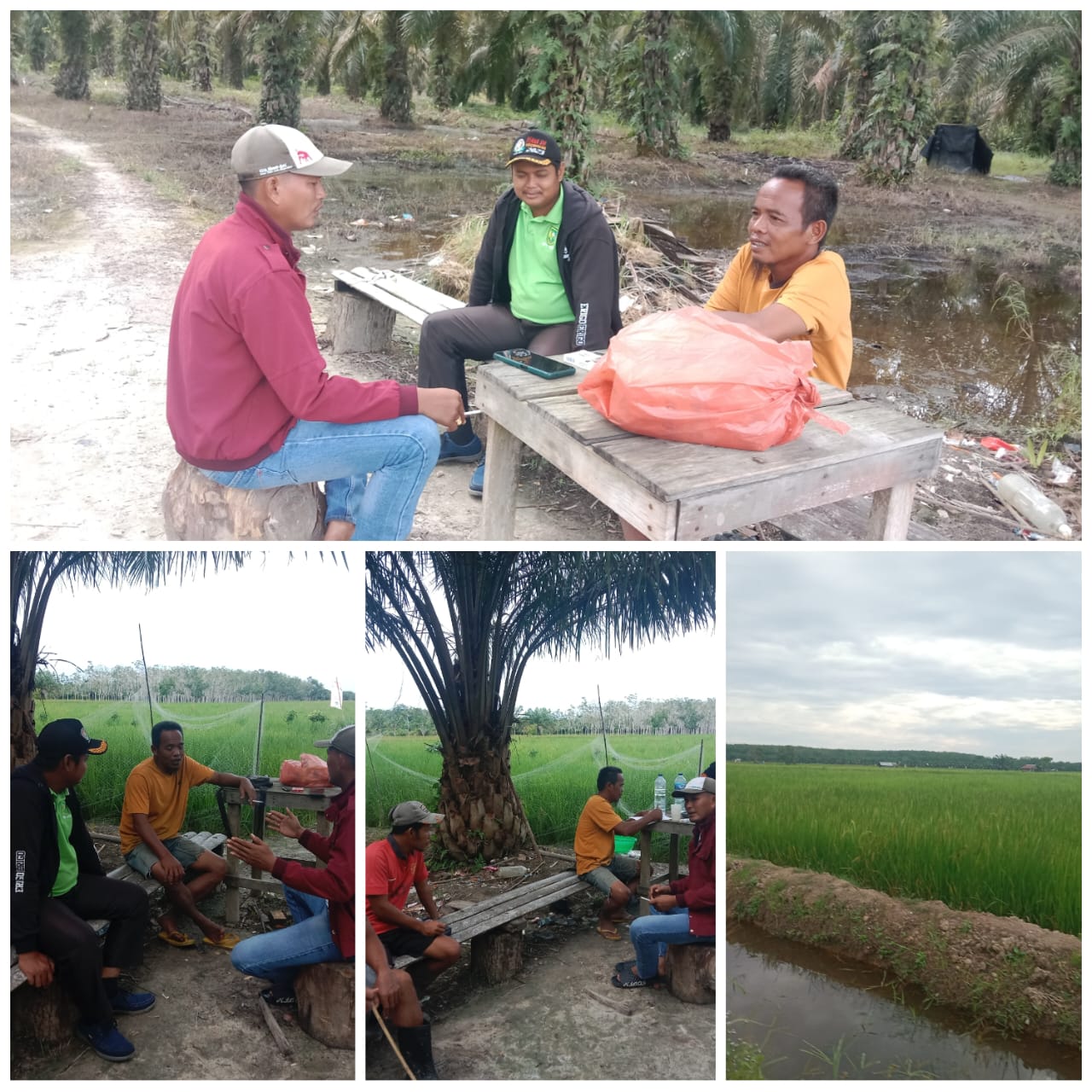 Rembuk Tani di lapangan Bersama Ketua Kelompok Tani dan Anggota di Desa Tanjung Belit