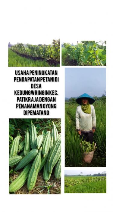 Usaha Peningkatan Pendapatan Petani Di Desa Kedungwringin Kecamatan Patikraja Dengan Penanaman Oyong Dipematang