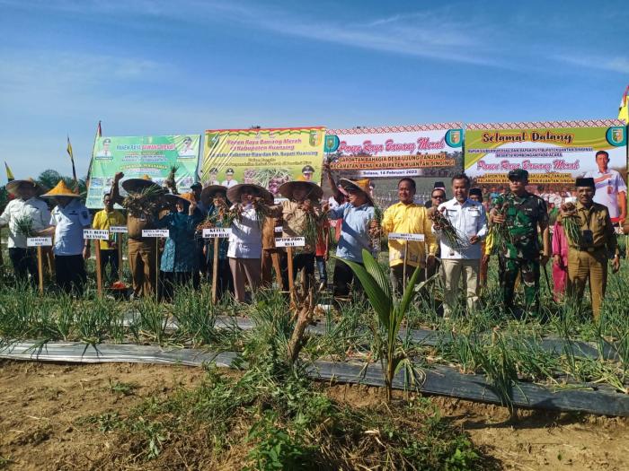 PANEN RAYA BAWANG MERAH GAPOKTAN BAHAGIA BERSAMA GUBERNUR RIAU